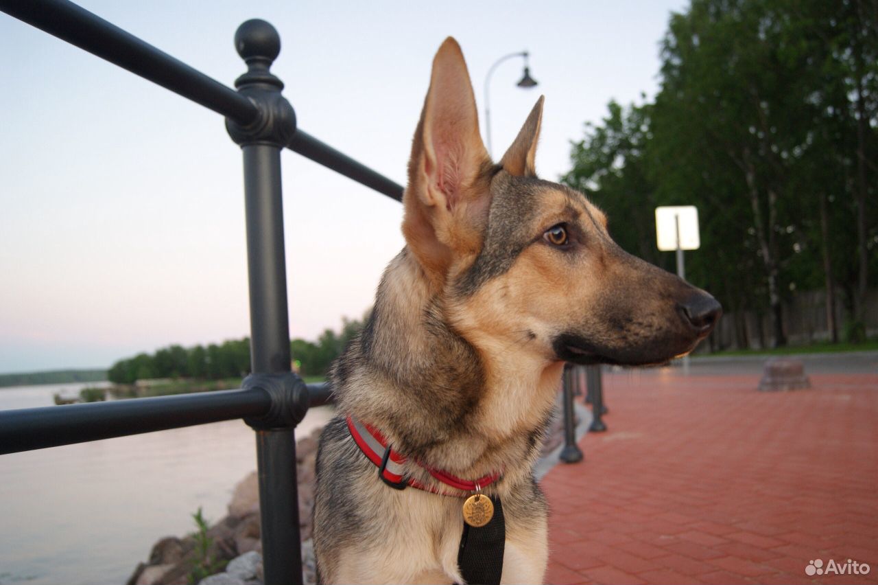Собака Белль ищет ответственные руки купить на Зозу.ру - фотография № 5