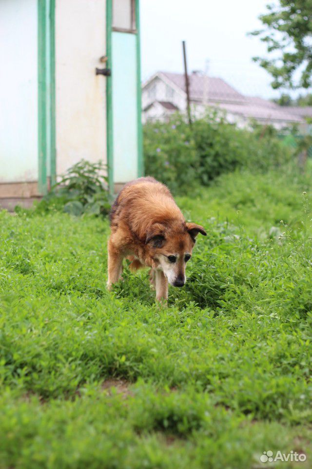 Собака ищет дом бесплатно купить на Зозу.ру - фотография № 5