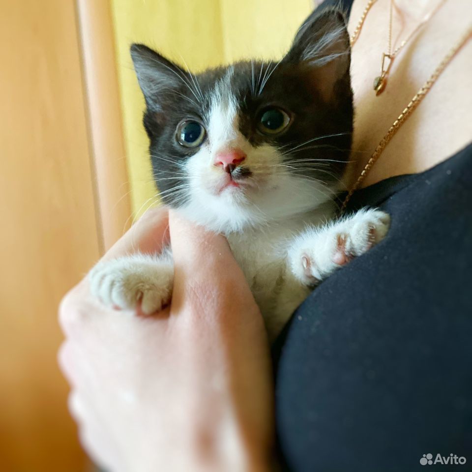 Бесплатные котята от кошки-мышеловки купить на Зозу.ру - фотография № 2