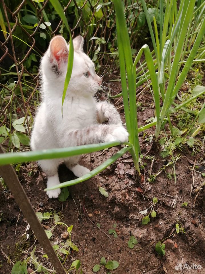 Кошка беленькая 2-3 месяца купить на Зозу.ру - фотография № 8