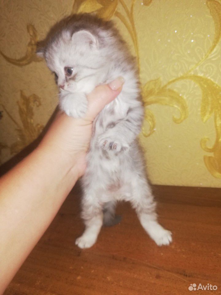 Кошка купить на Зозу.ру - фотография № 5
