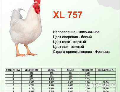 Яйца инкубационные мясо-яичный кросс XL 757 купить на Зозу.ру - фотография № 1