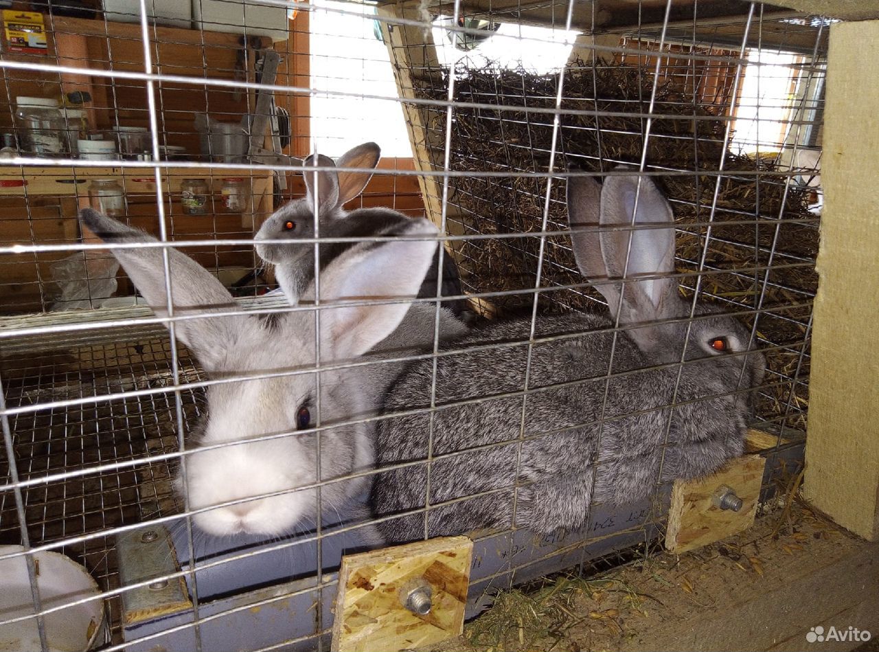 Кролики мясные купить на Зозу.ру - фотография № 10