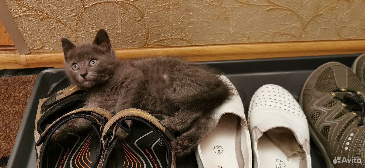 Кошечка Тося купить на Зозу.ру - фотография № 4