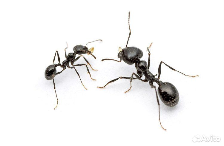 Колония муравьев Матка + 20-30 жнецов купить на Зозу.ру - фотография № 3