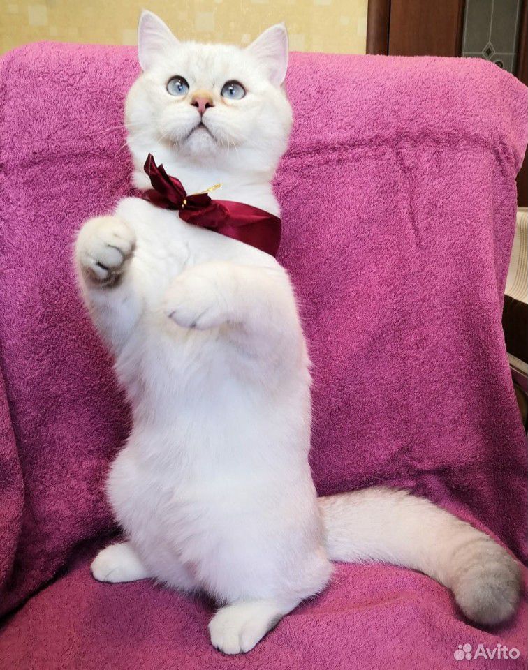 Британский кот золотой пойнт купить на Зозу.ру - фотография № 3