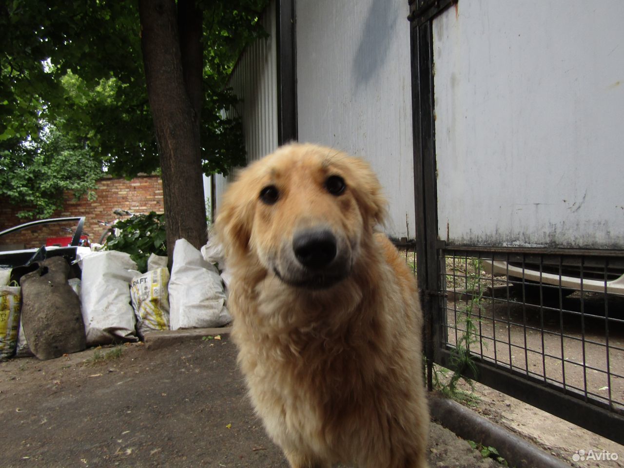 Собака в добрые руки купить на Зозу.ру - фотография № 5