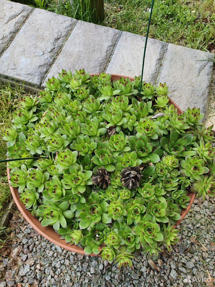 Многолетние садовые растения с зкс купить на Зозу.ру - фотография № 8