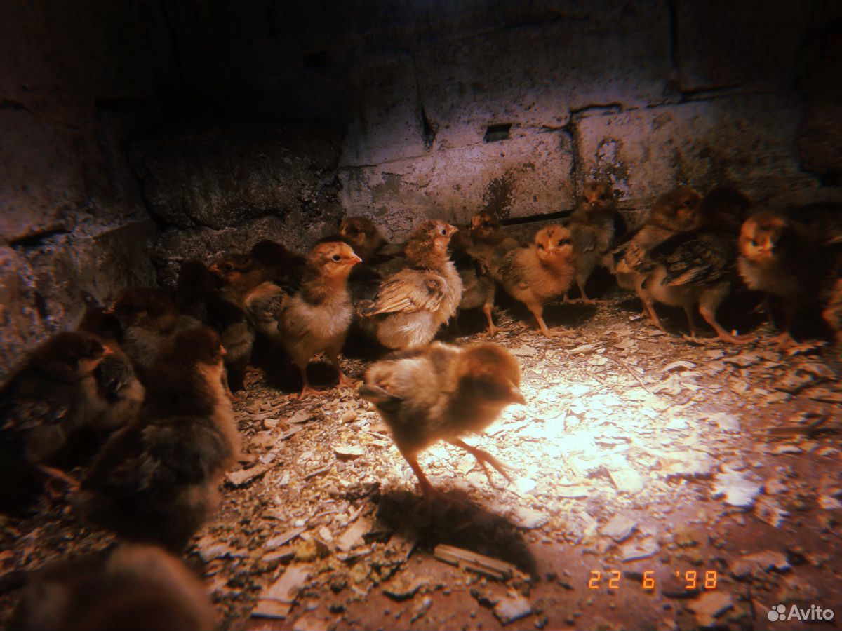 Цыплята купить на Зозу.ру - фотография № 2