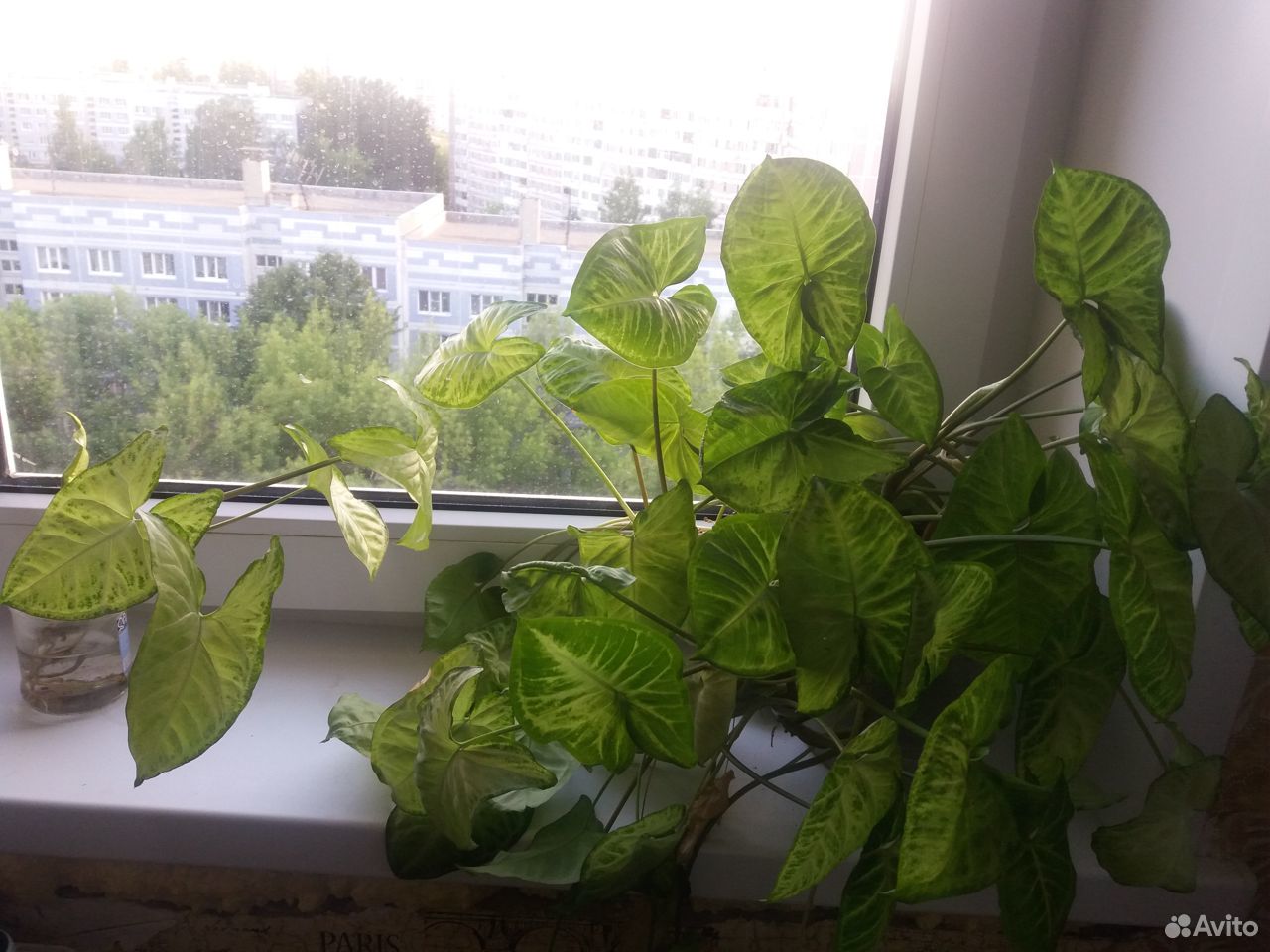 Растения купить на Зозу.ру - фотография № 5