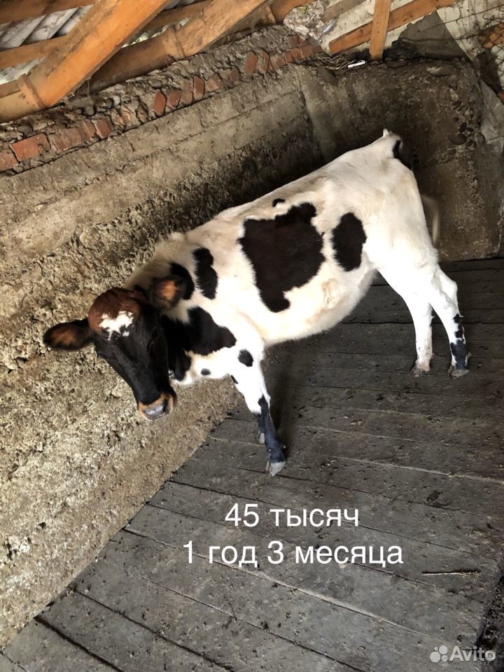Корова, бык, телята купить на Зозу.ру - фотография № 3