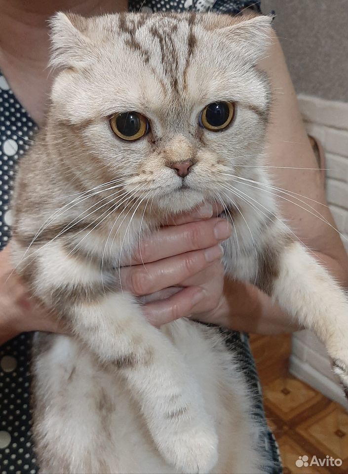 Продам котят шотландской породы купить на Зозу.ру - фотография № 9