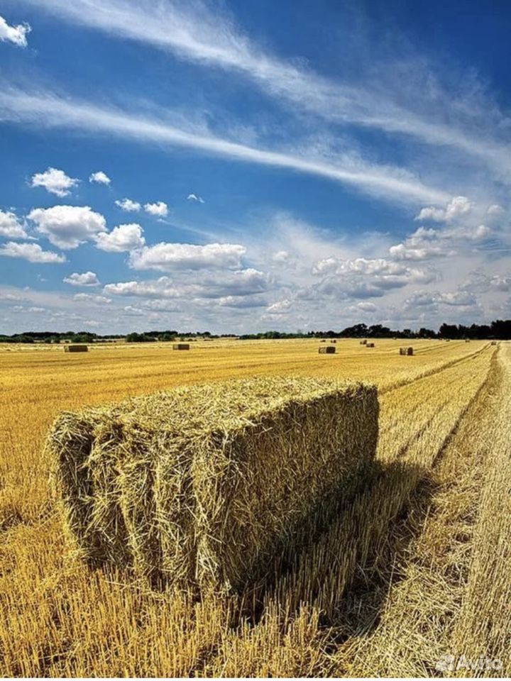 Тюки, солома, пшеница, продажа С поля, доставка купить на Зозу.ру - фотография № 1