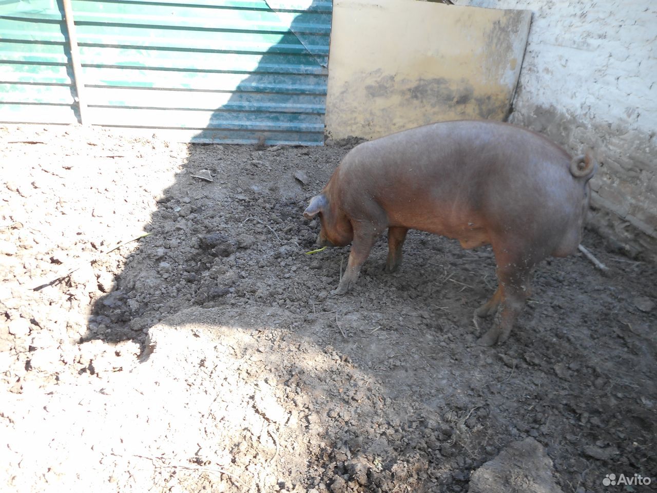 Хрячок и свинки- порода дюрок, свиньи на мясо купить на Зозу.ру - фотография № 6