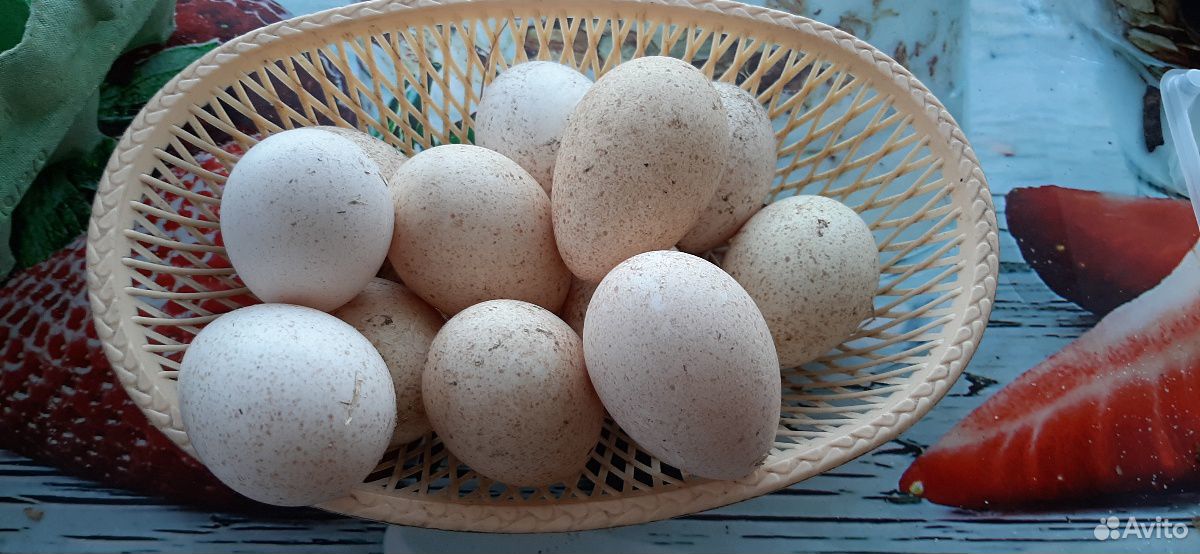 Купить индюшиные яйца для инкубатора. Яйца индейки. Яичные индюшки. Голубые яйца индейки. Размер индюшиного яйца.