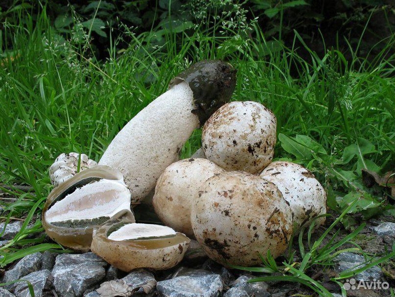 Продаю грибы(Веселка) купить на Зозу.ру - фотография № 1