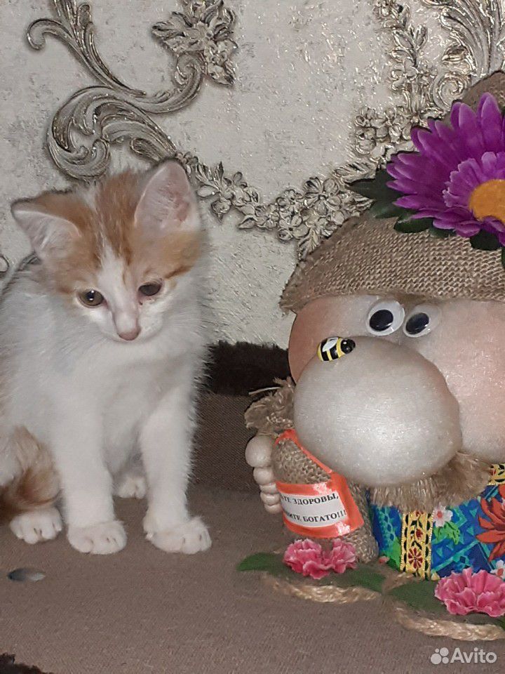 Котенок в дар купить на Зозу.ру - фотография № 10