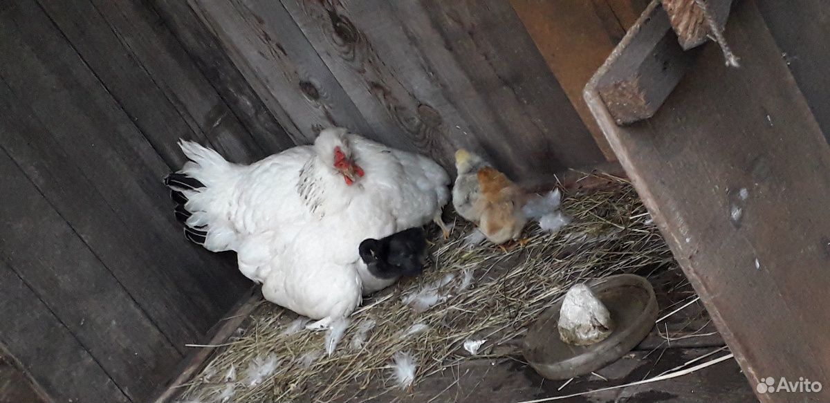 Кролик,мама курица и цыплята купить на Зозу.ру - фотография № 3