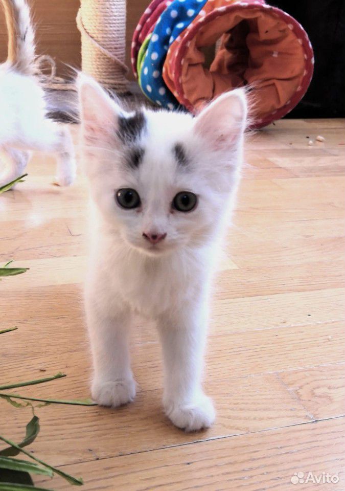 Очень красивая кошечка котёнок в добрые руки купить на Зозу.ру - фотография № 1