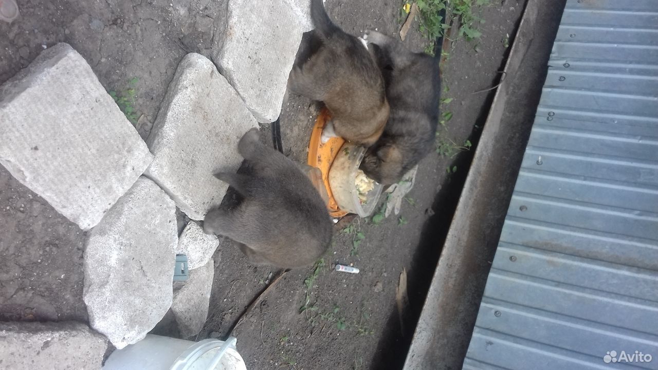 6 бездомных щенков ищут добрых хозяев купить на Зозу.ру - фотография № 7