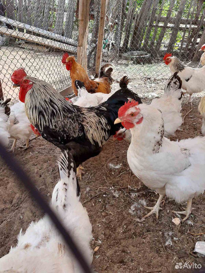 Суточные цыплята 16 шт купить на Зозу.ру - фотография № 2
