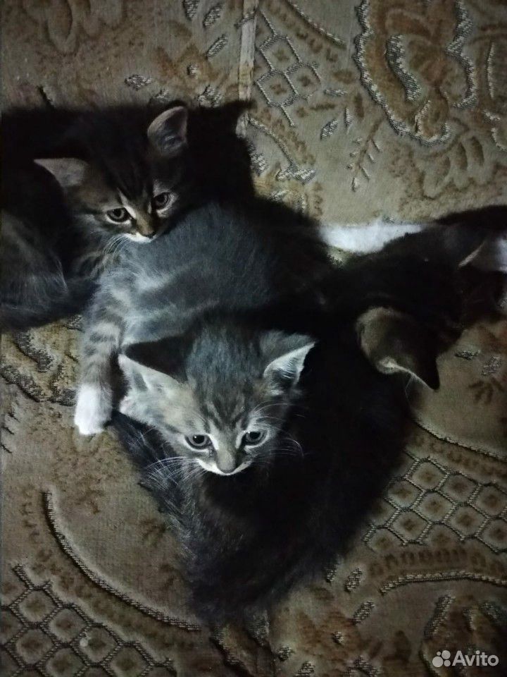 Кошка и котята купить на Зозу.ру - фотография № 4
