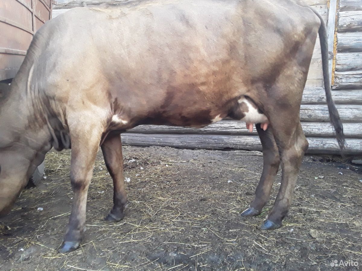Продается корова купить на Зозу.ру - фотография № 3
