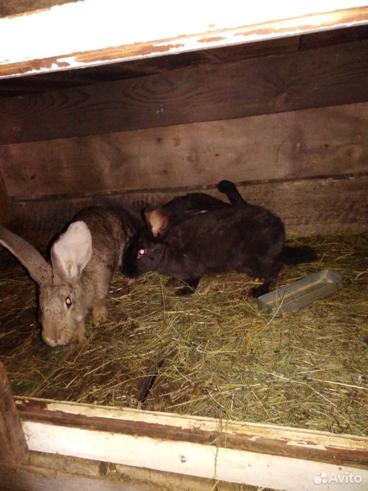 Кролики мясных пород (флендер) купить на Зозу.ру - фотография № 4