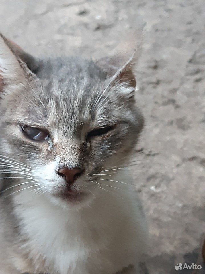 Спасите котяток купить на Зозу.ру - фотография № 3