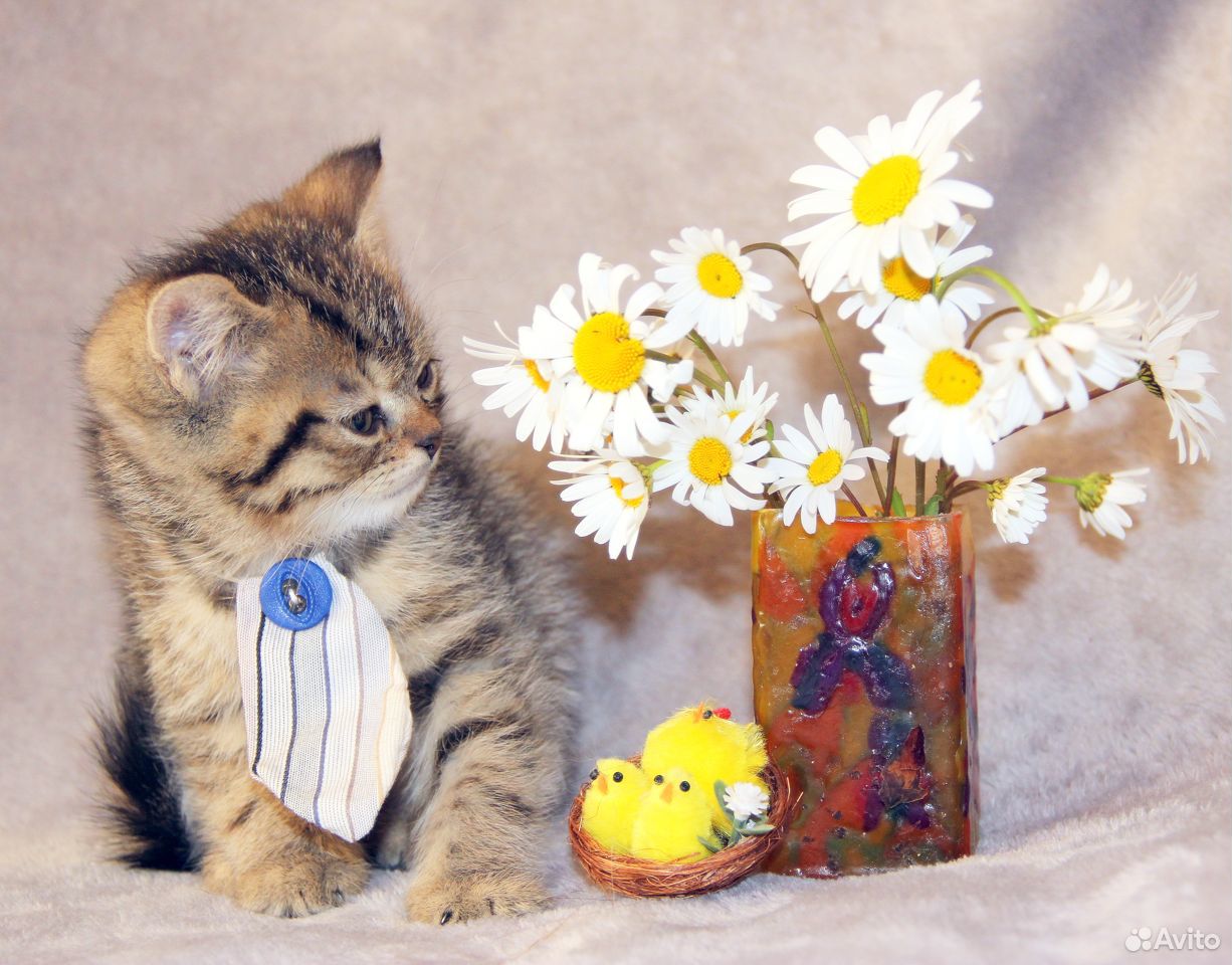 Очаровательный котенок ищет своего человека купить на Зозу.ру - фотография № 2