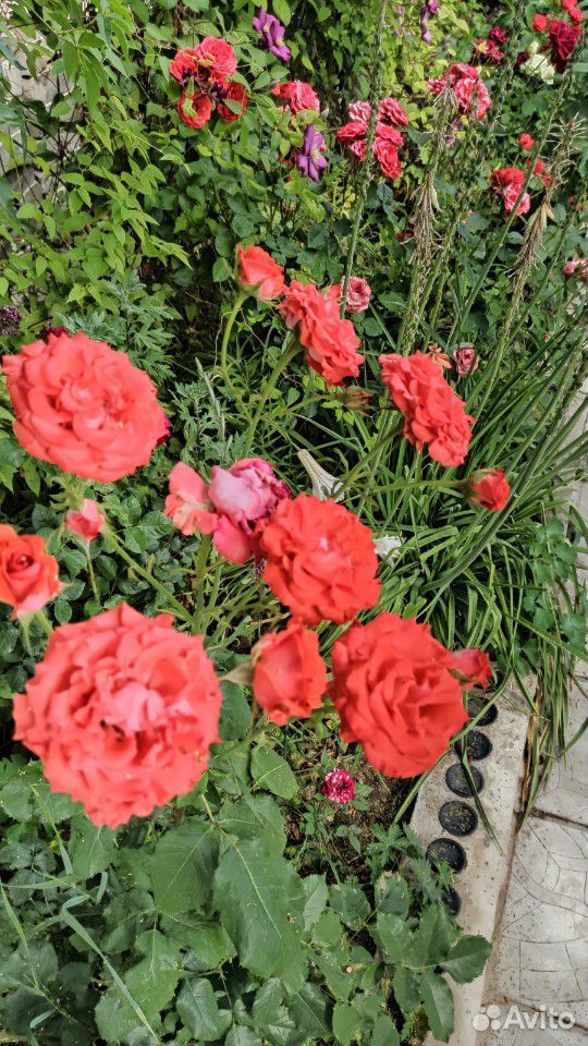Розы купить на Зозу.ру - фотография № 10