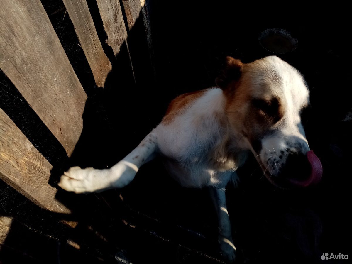 Подрощенный щенок алабая купить на Зозу.ру - фотография № 4