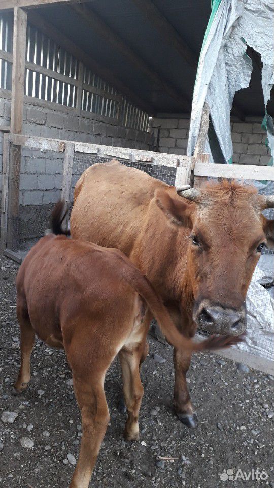 Корова с теленком купить на Зозу.ру - фотография № 4