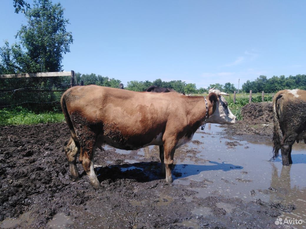 Продам двух коров купить на Зозу.ру - фотография № 2