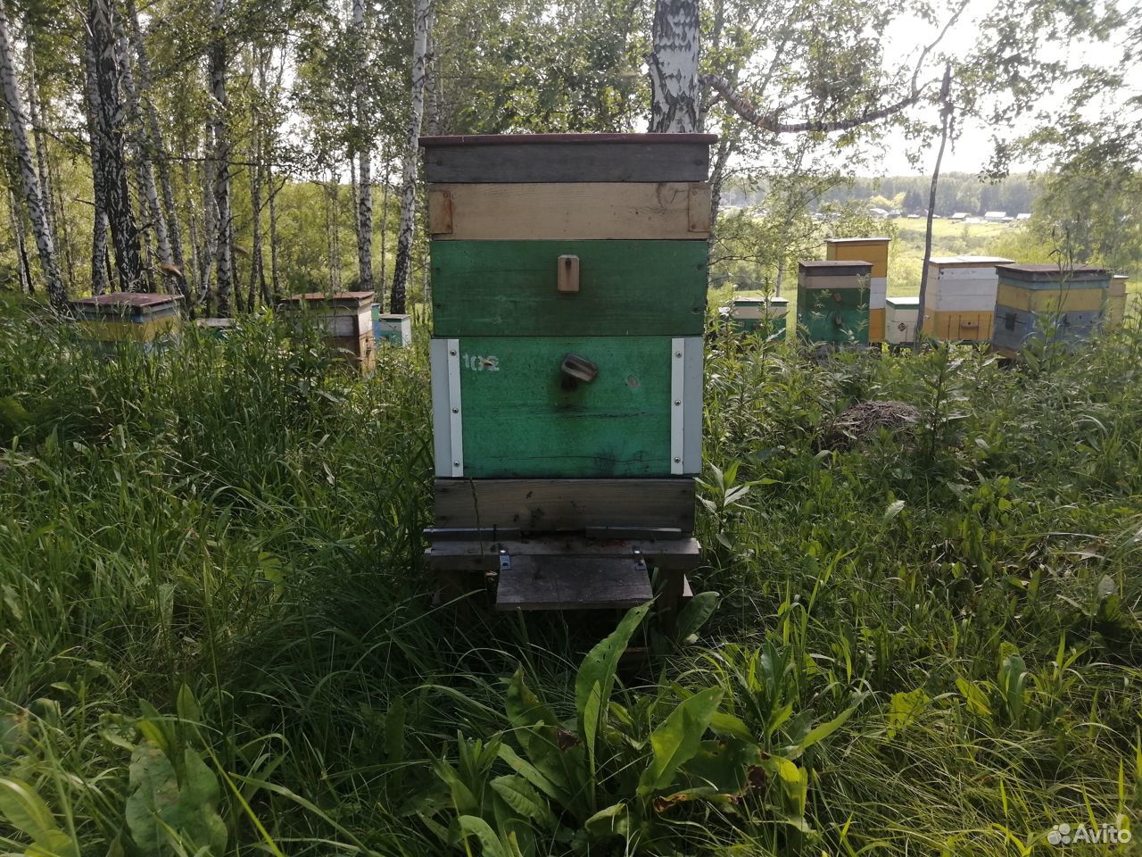 Карпатские чистопородные пчелосемьи купить на Зозу.ру - фотография № 4