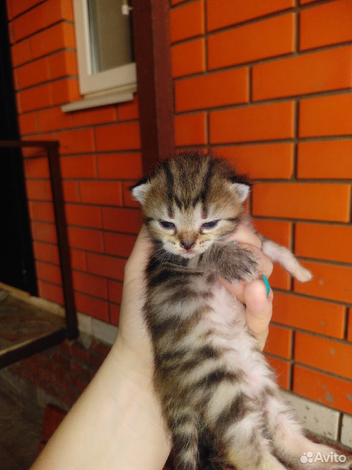 Отдам полупородистых котят в добрые руки купить на Зозу.ру - фотография № 8