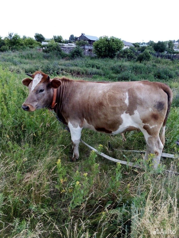 Телка. Корова купить на Зозу.ру - фотография № 3
