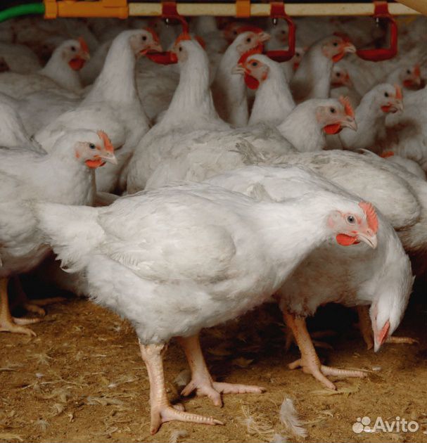 В продаже бройлерные цыплята от 1 до 3 кг на забой купить на Зозу.ру - фотография № 1