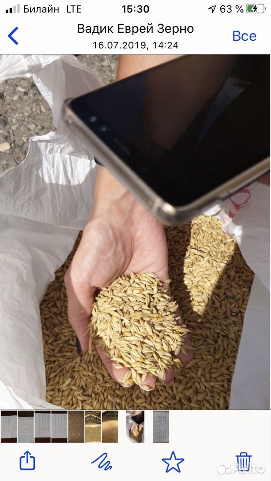 Пшеница тройка за наличку от 50 тонн купить на Зозу.ру - фотография № 3