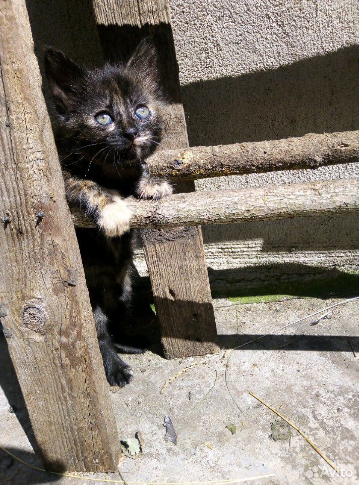 Котята в дар купить на Зозу.ру - фотография № 7