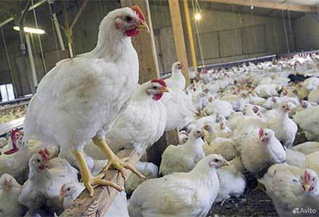 Бройлерные цыплята живые и мясом оптом купить на Зозу.ру - фотография № 1