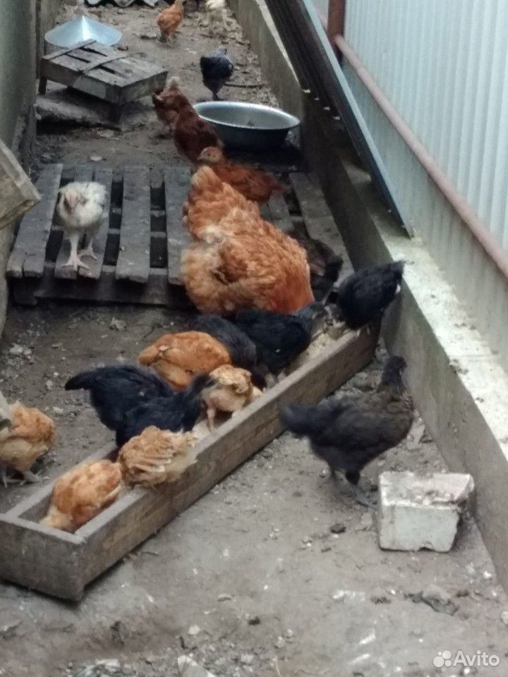 Цыплята домашних кур купить на Зозу.ру - фотография № 7