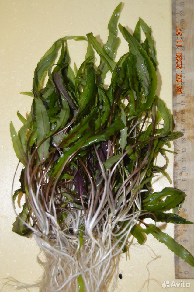 Аквариумное растение криптокарина купить на Зозу.ру - фотография № 3