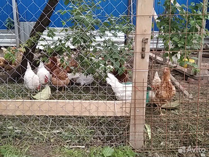 Яйца от домашних кур купить на Зозу.ру - фотография № 3