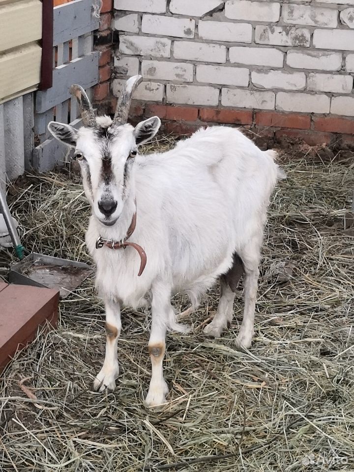 Двойная коза купить на Зозу.ру - фотография № 1