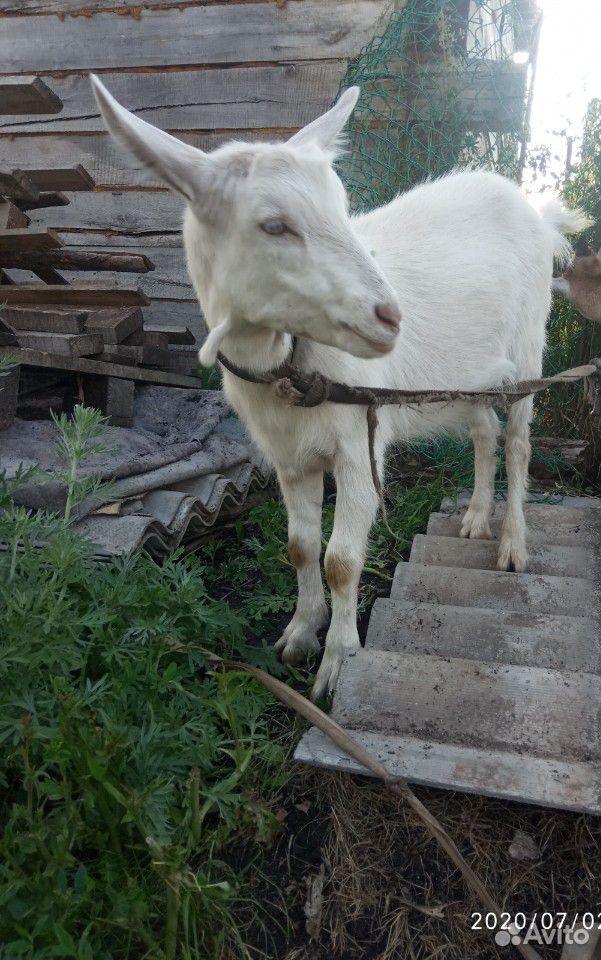 Нубийский козлёнок, Заненская коза купить на Зозу.ру - фотография № 4