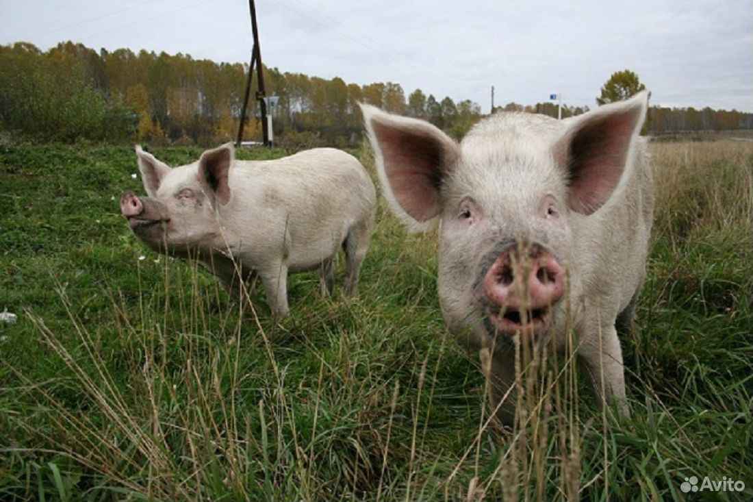 Продам живых свиней на мясо купить на Зозу.ру - фотография № 1
