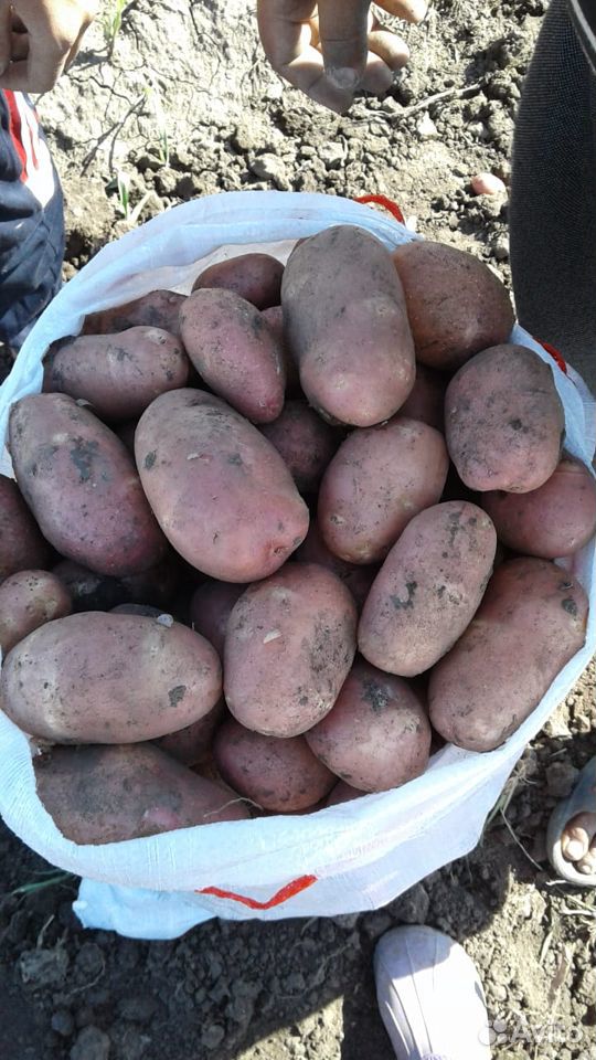 Картофель, лук, свёкла,морковь, Бондюэль купить на Зозу.ру - фотография № 1