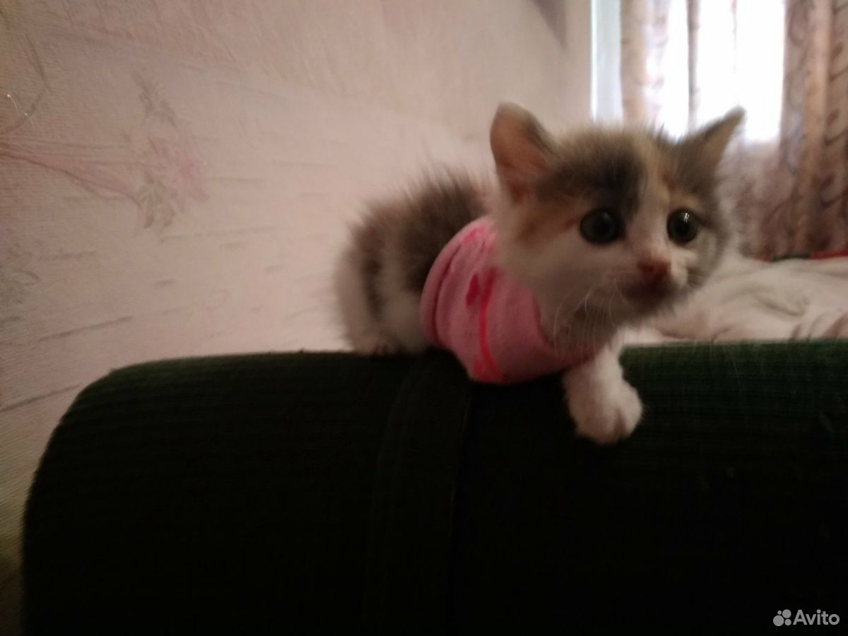 Котнок купить на Зозу.ру - фотография № 1