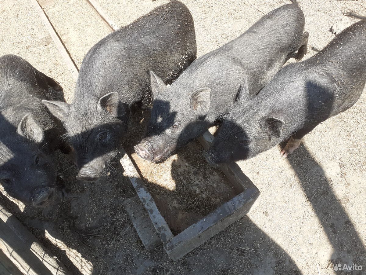 Ветнамские веслобрюхие свиньи купить на Зозу.ру - фотография № 2